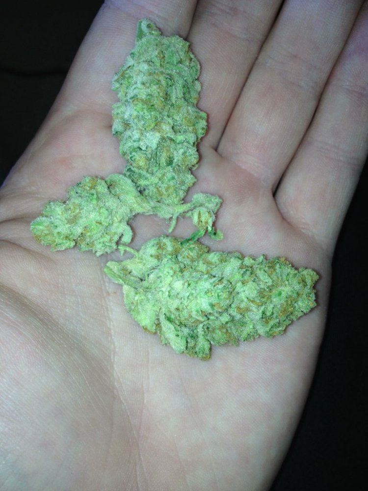 Herijuana x hells angels OG