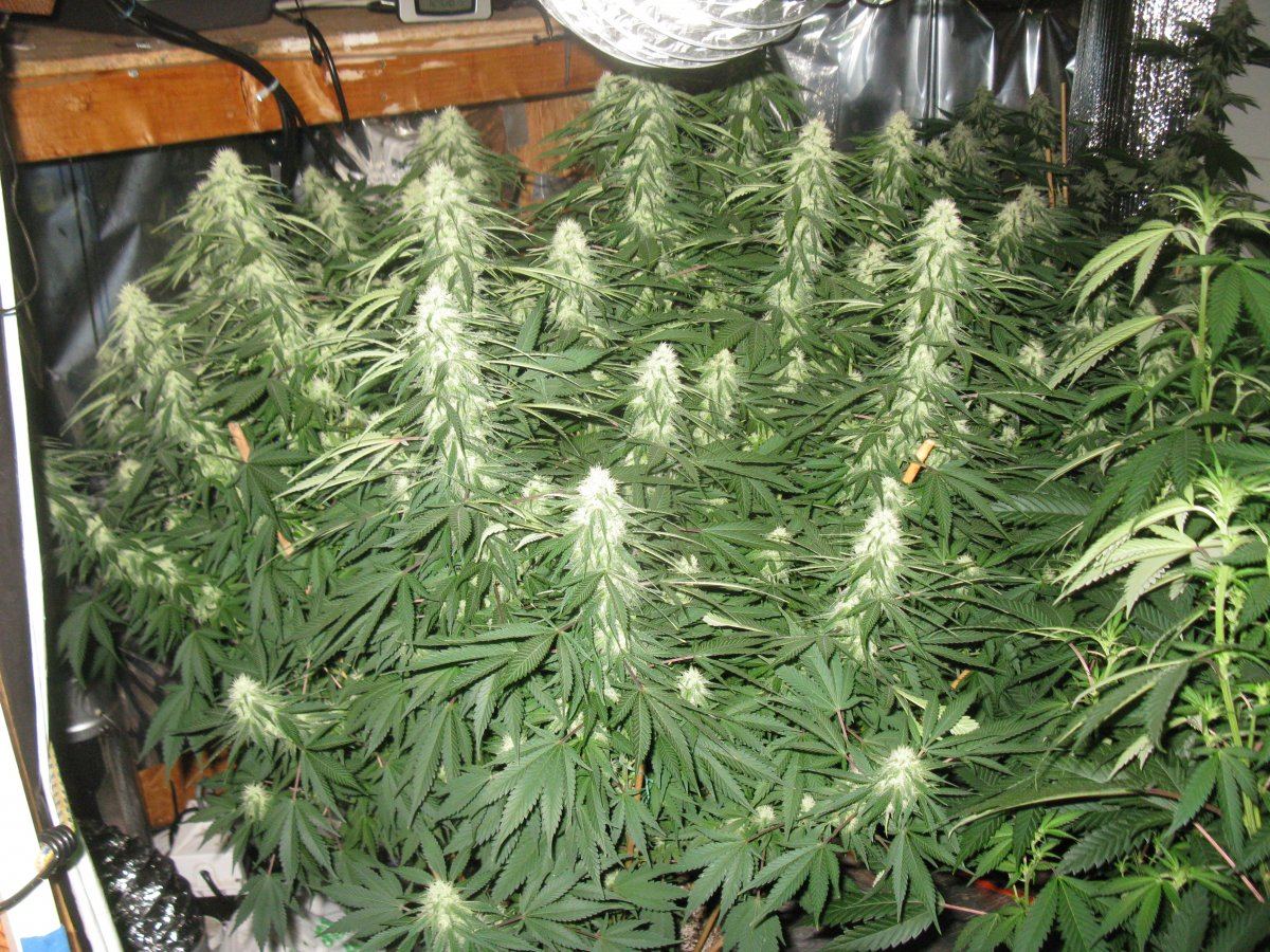 Herm master wk 5 011