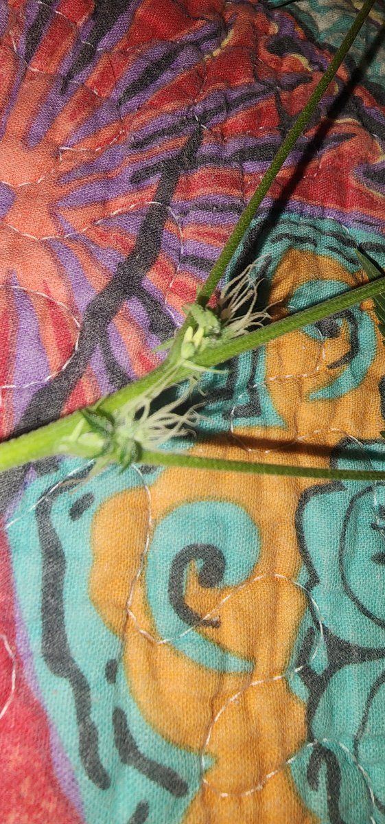 Hermaphrodite plant please help identify 3