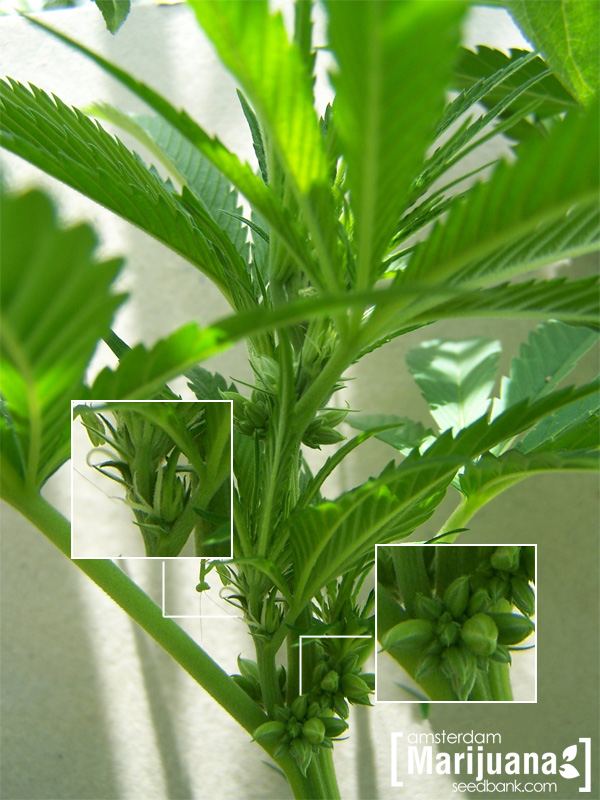 Hermaphrodite marijuana plant1