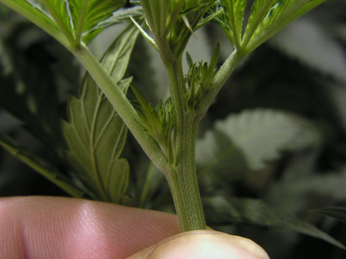 Hermie 2 1