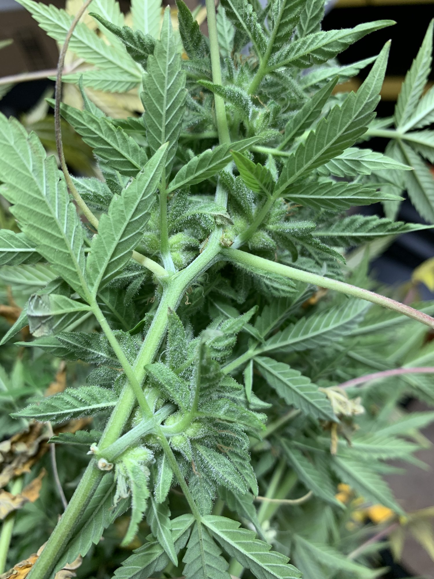 Hermie auto in flower tent 3