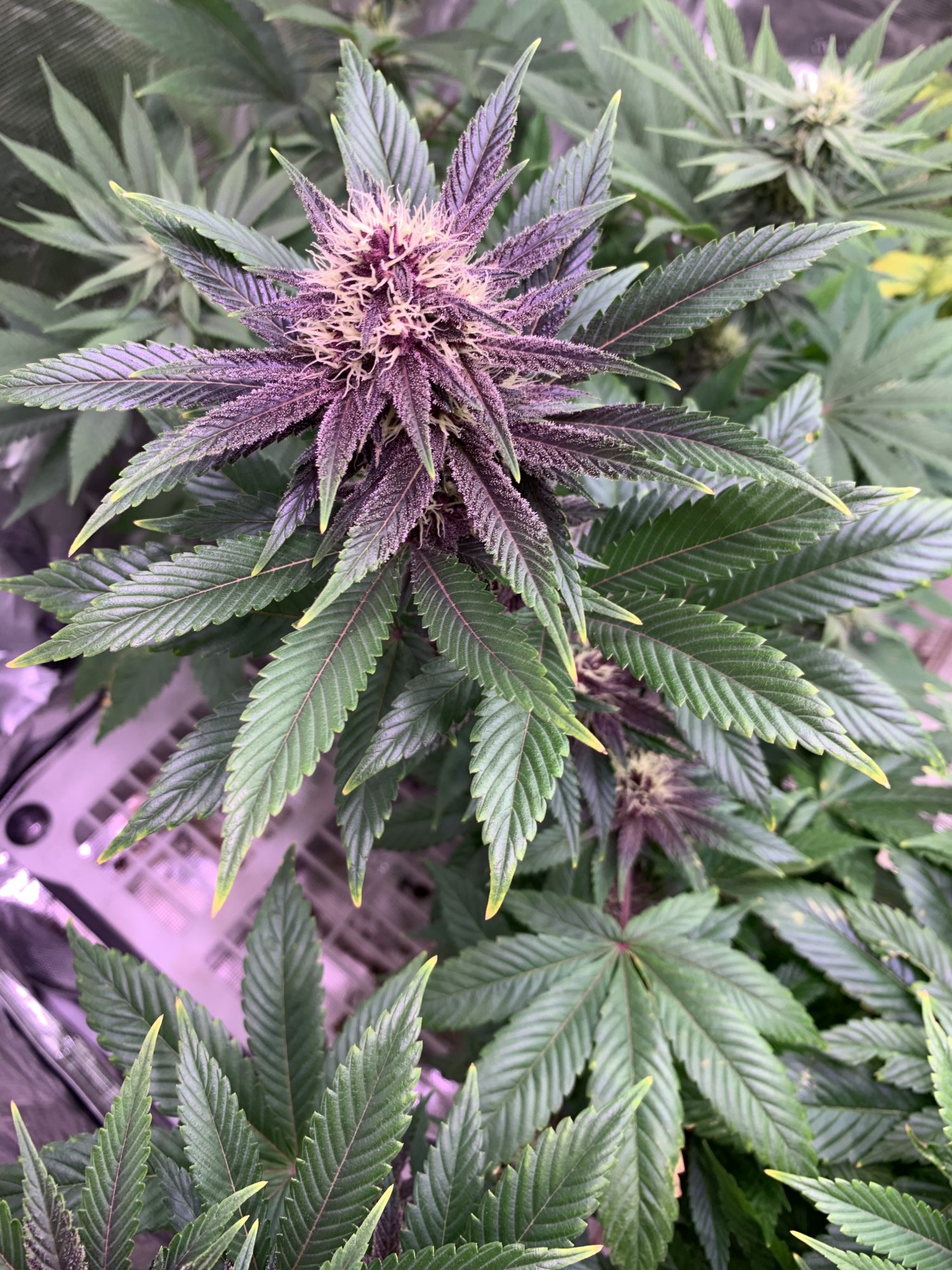 Hermie auto in flower tent 5