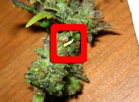 Hermie banana sm