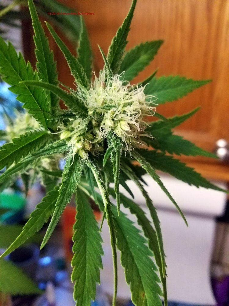 Hermie Critical Bilbo