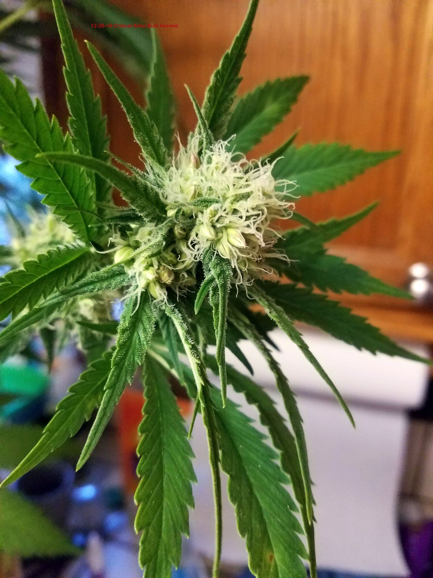 Hermie Critical Bilbo