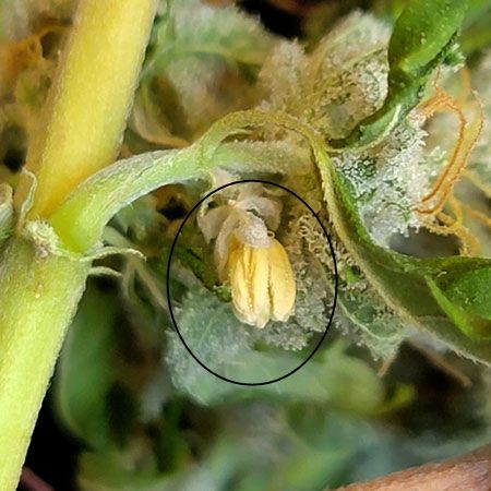 Hermie Flower