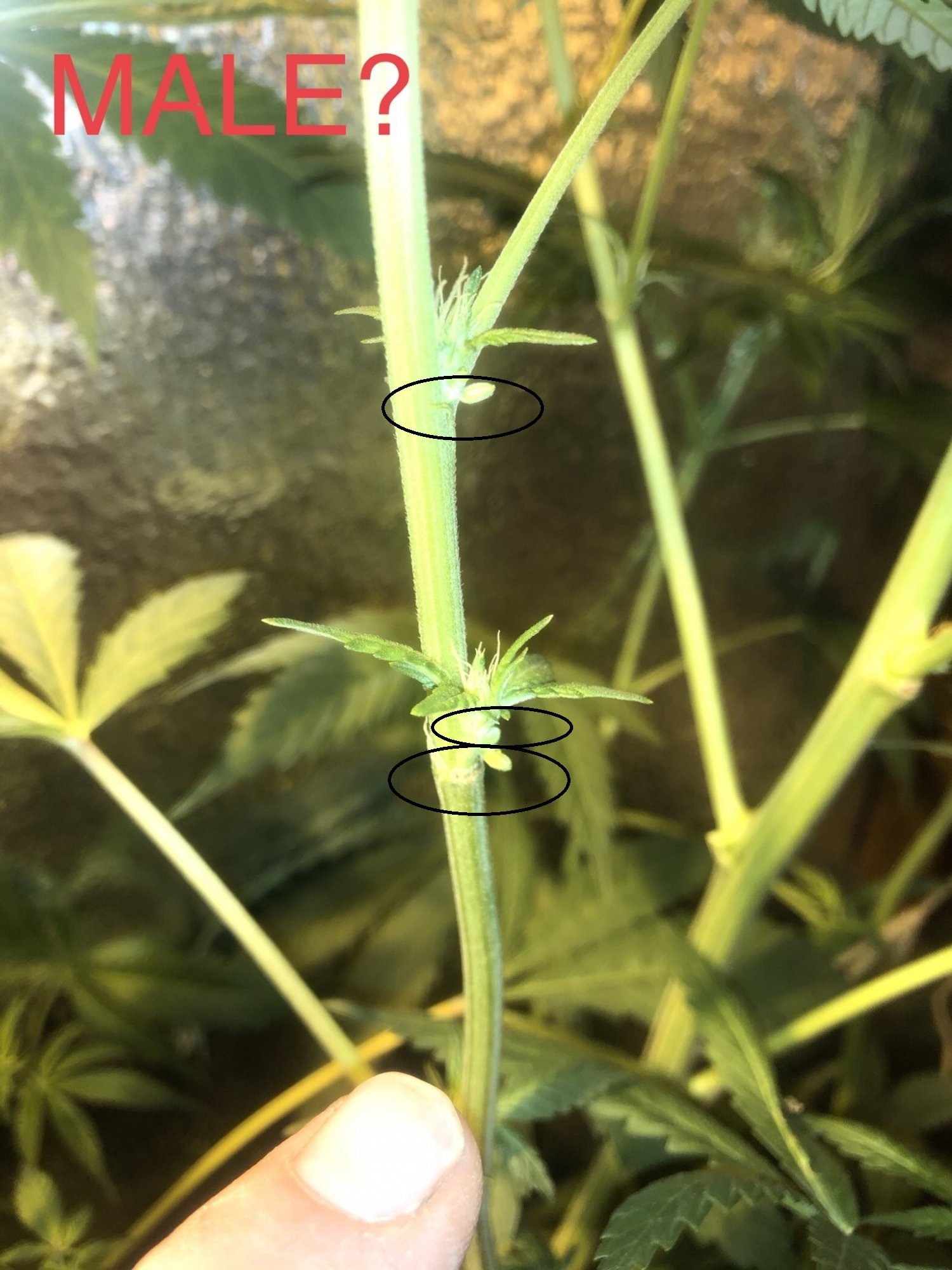 Hermie