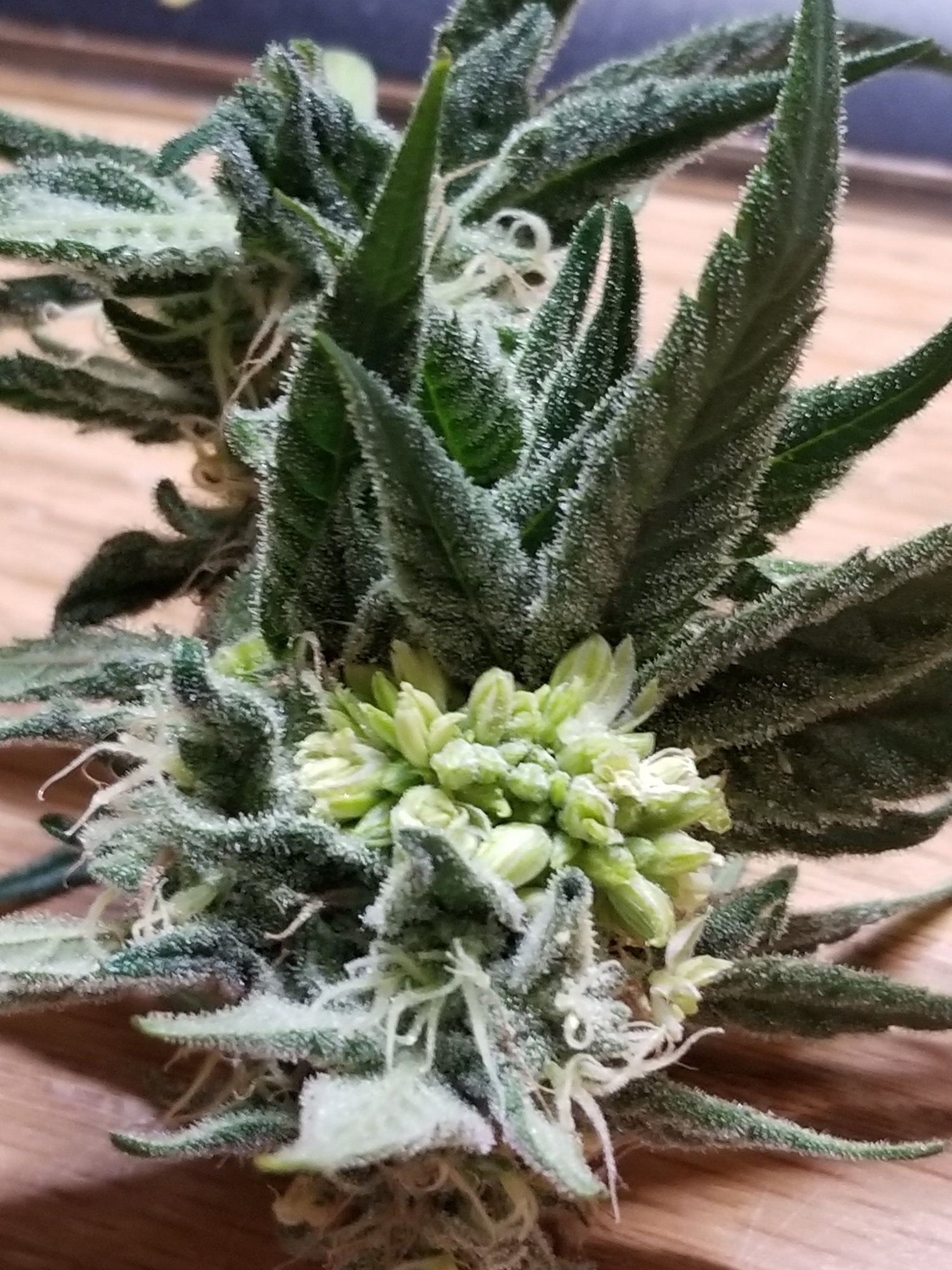Hermie