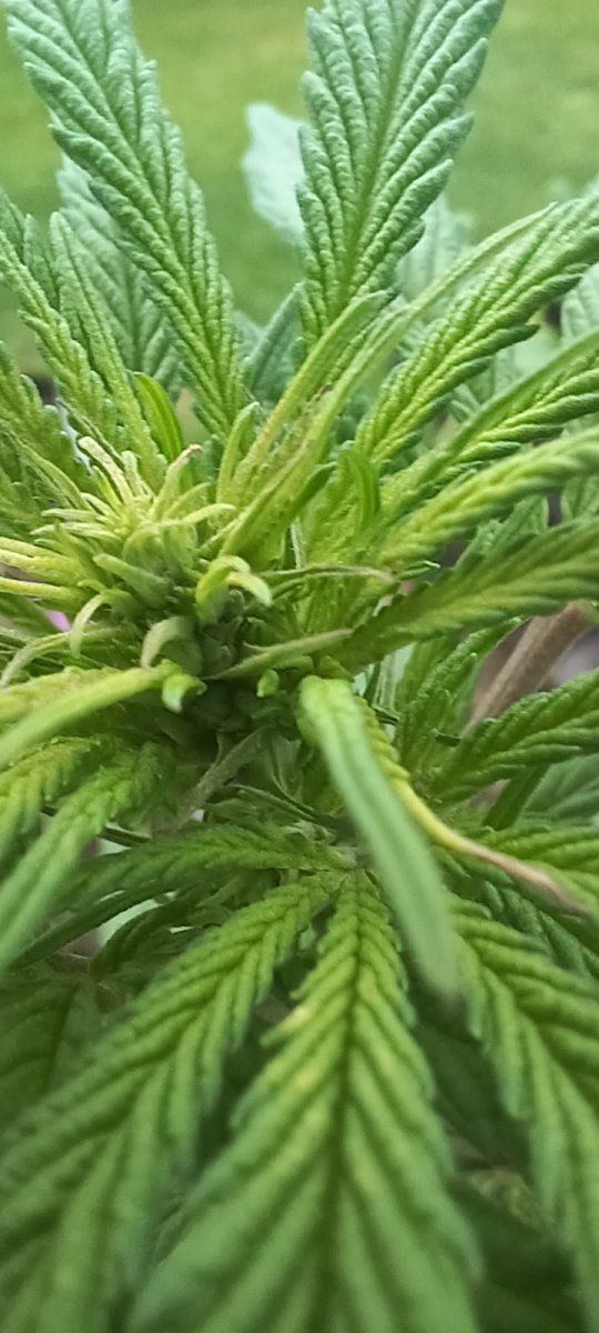 Hermie or male 11