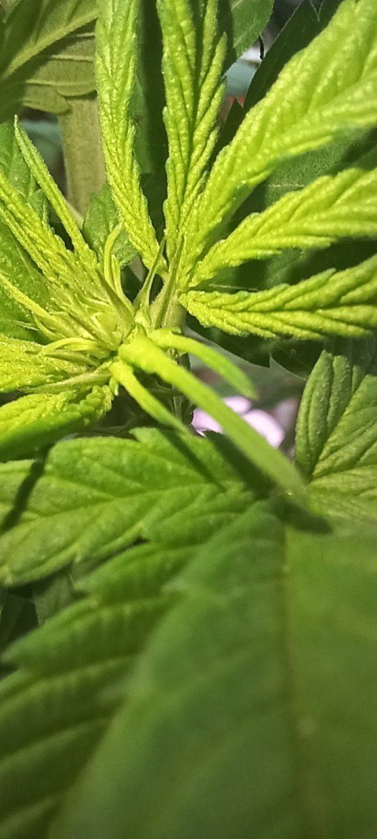 Hermie or male 7