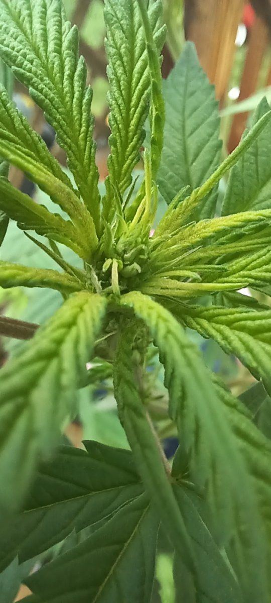 Hermie or male 9