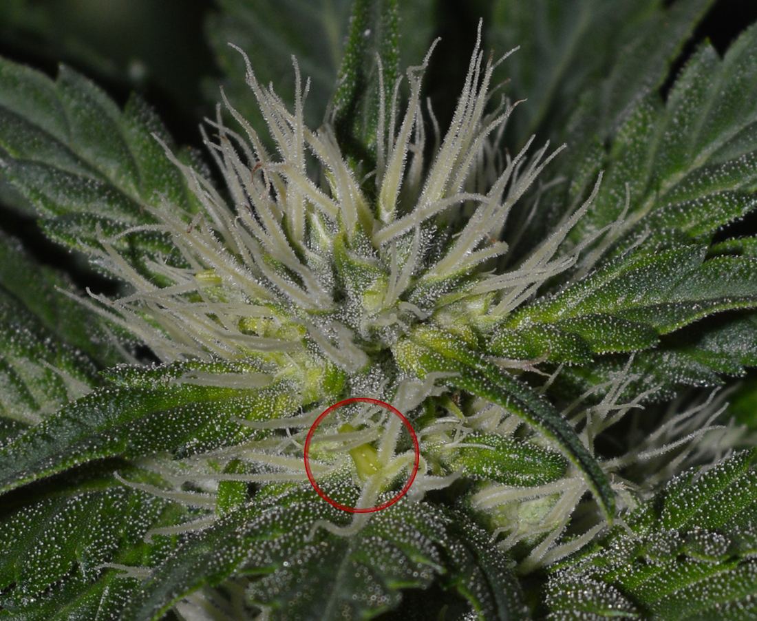 Hermie1