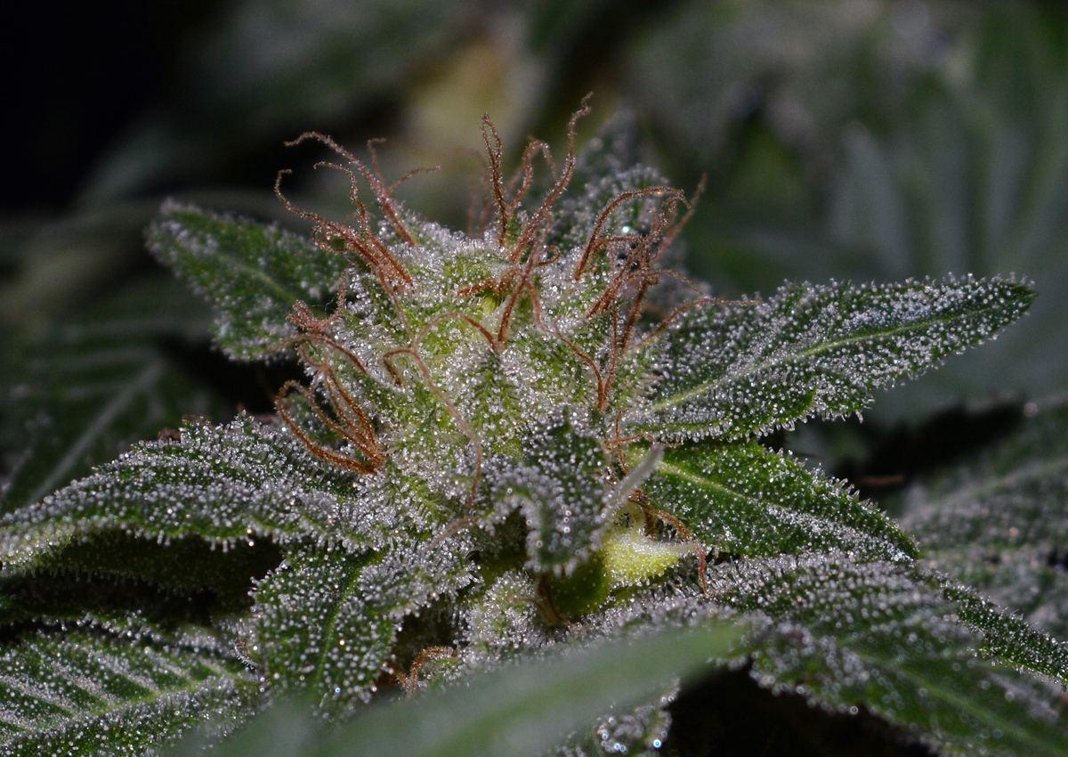 Hermiefrost