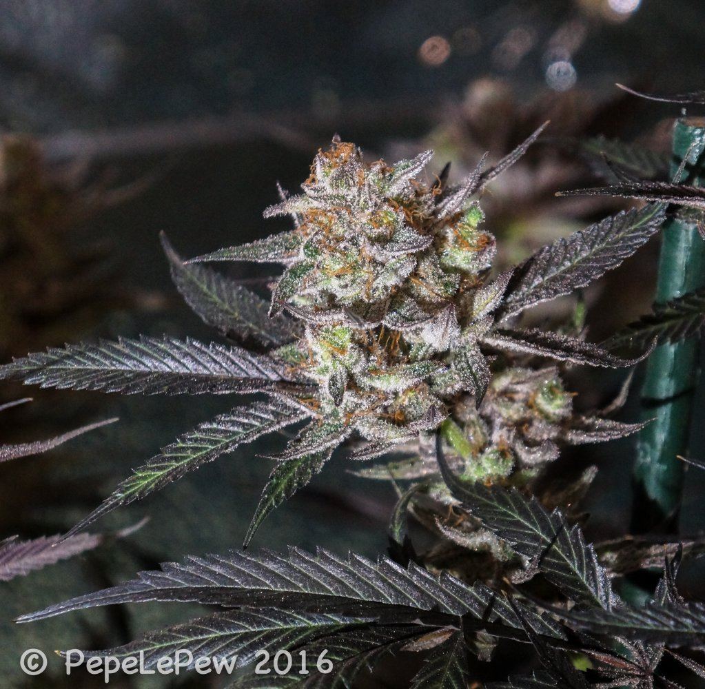 Heroes of the farm   marionberry kush   day 60 2