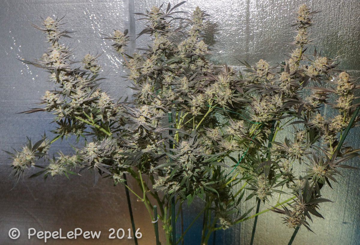 Heroes of the farm   marionberry kush   day 60