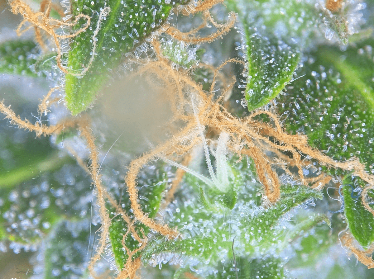 Hey does this auto flower look ready for harvest