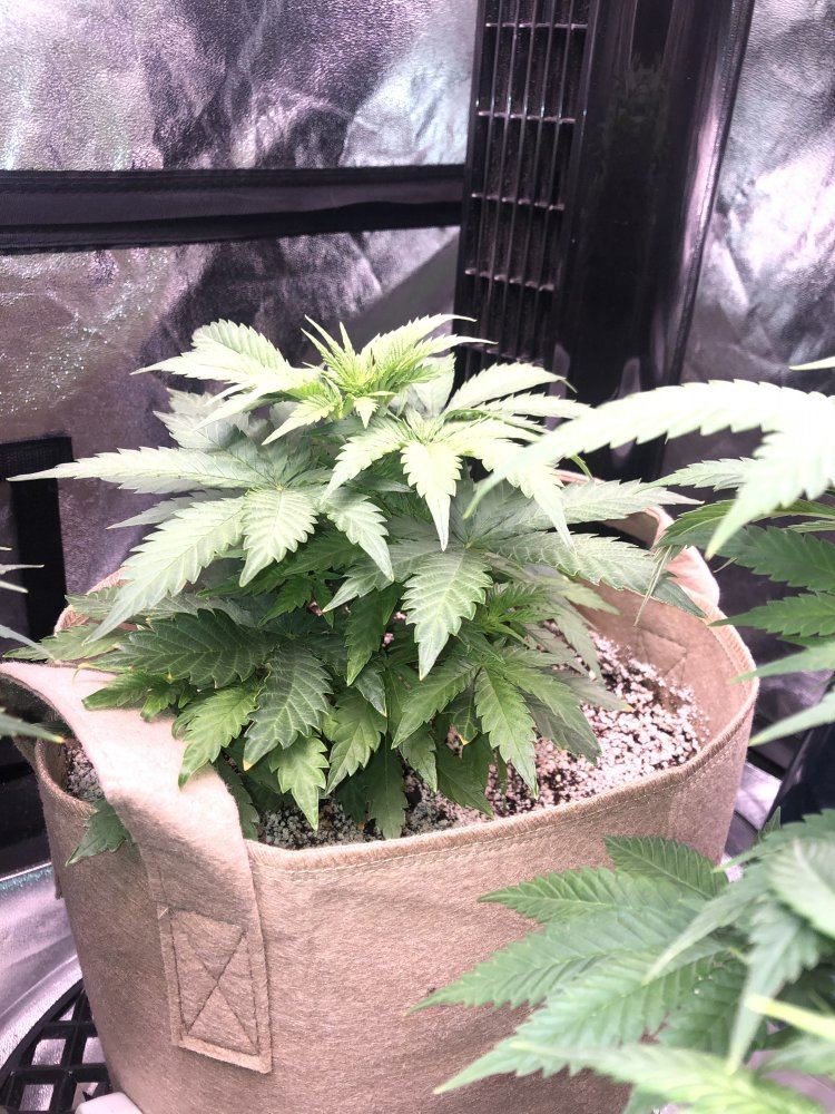 Hey everyone new to the site check out my plants 3