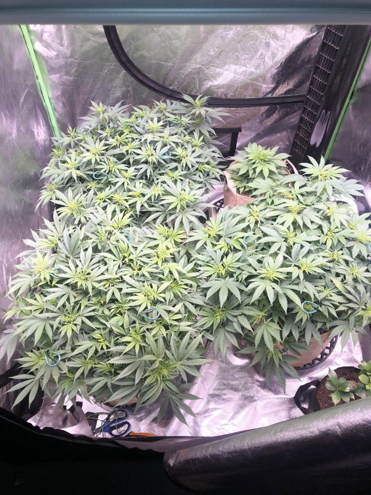Hey everyone new to the site check out my plants