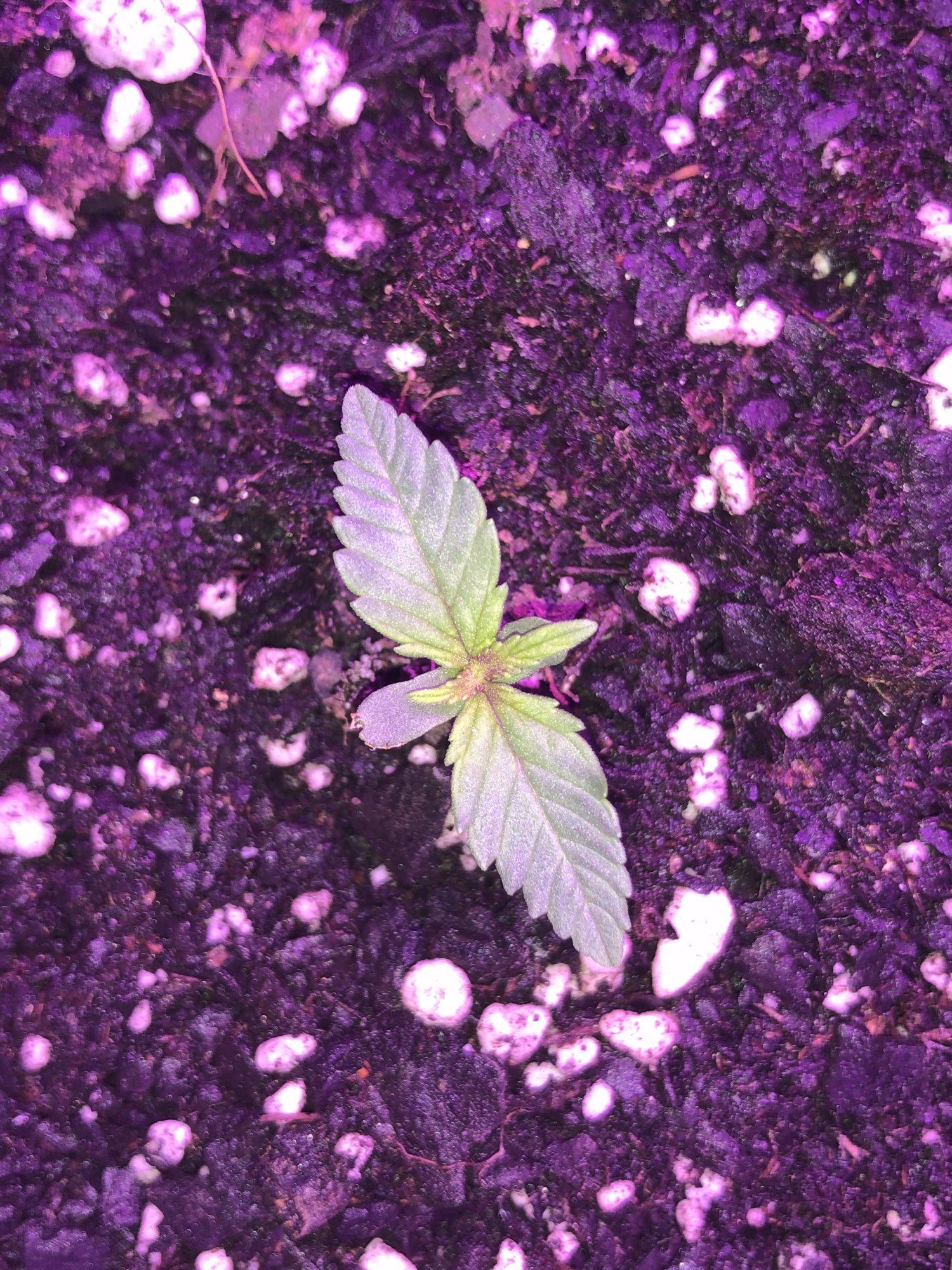 Hey first timer  reddish growth coming from center of seedling no idea what it is 2