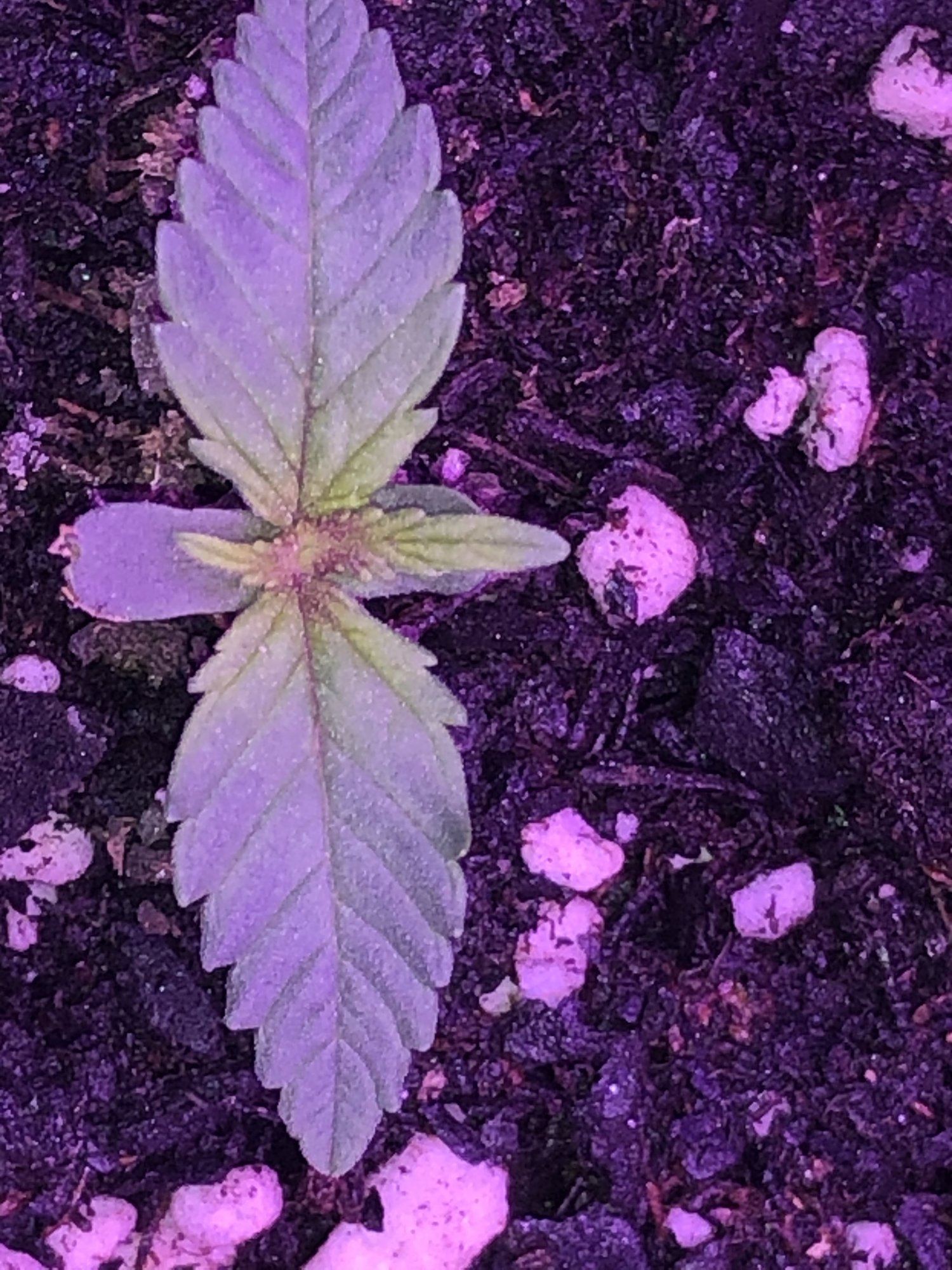 Hey first timer  reddish growth coming from center of seedling no idea what it is
