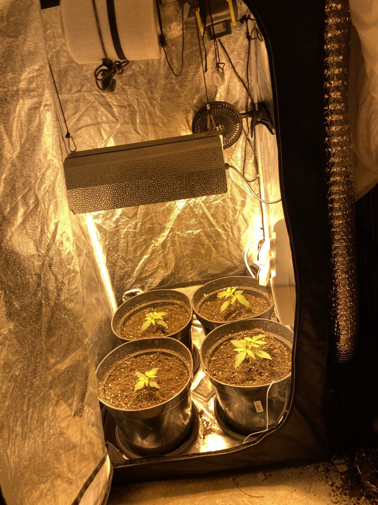 Hey guys take a looks at my grow set ups and grow let me know what you think 2