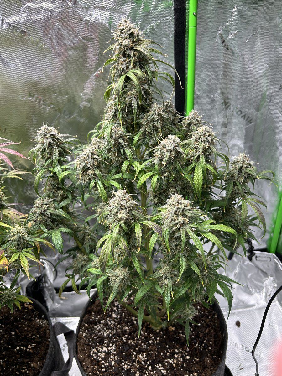 Hey hope you can give me some info  im 62 days from sprout until today 2