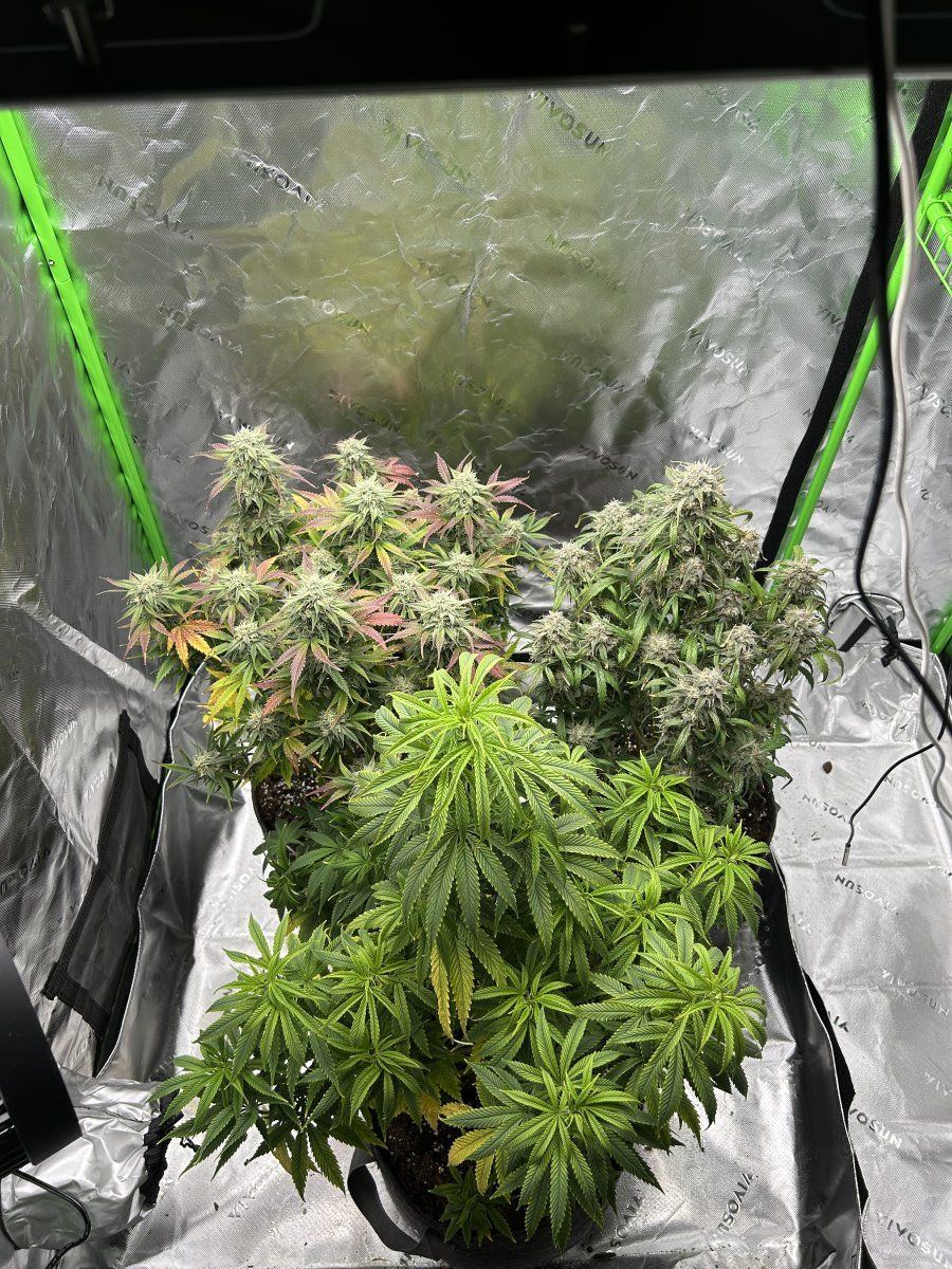 Hey hope you can give me some info  im 62 days from sprout until today 3