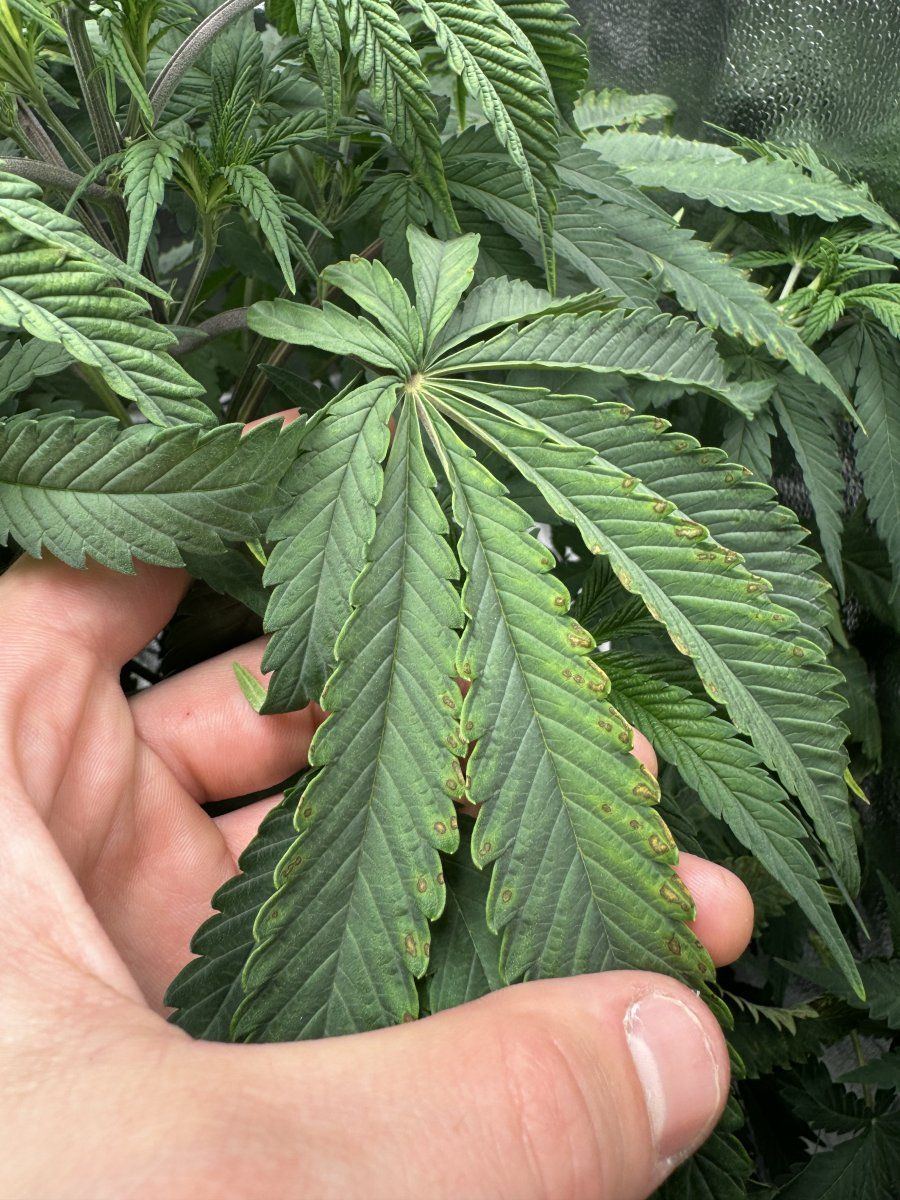 Hey opinions on this leaves and soil 8