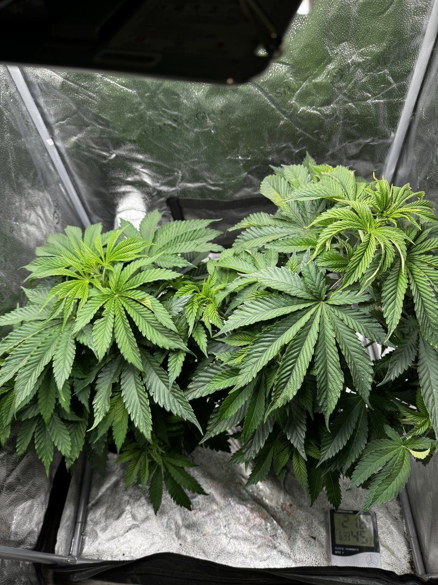 Hey opinions on this leaves and soil