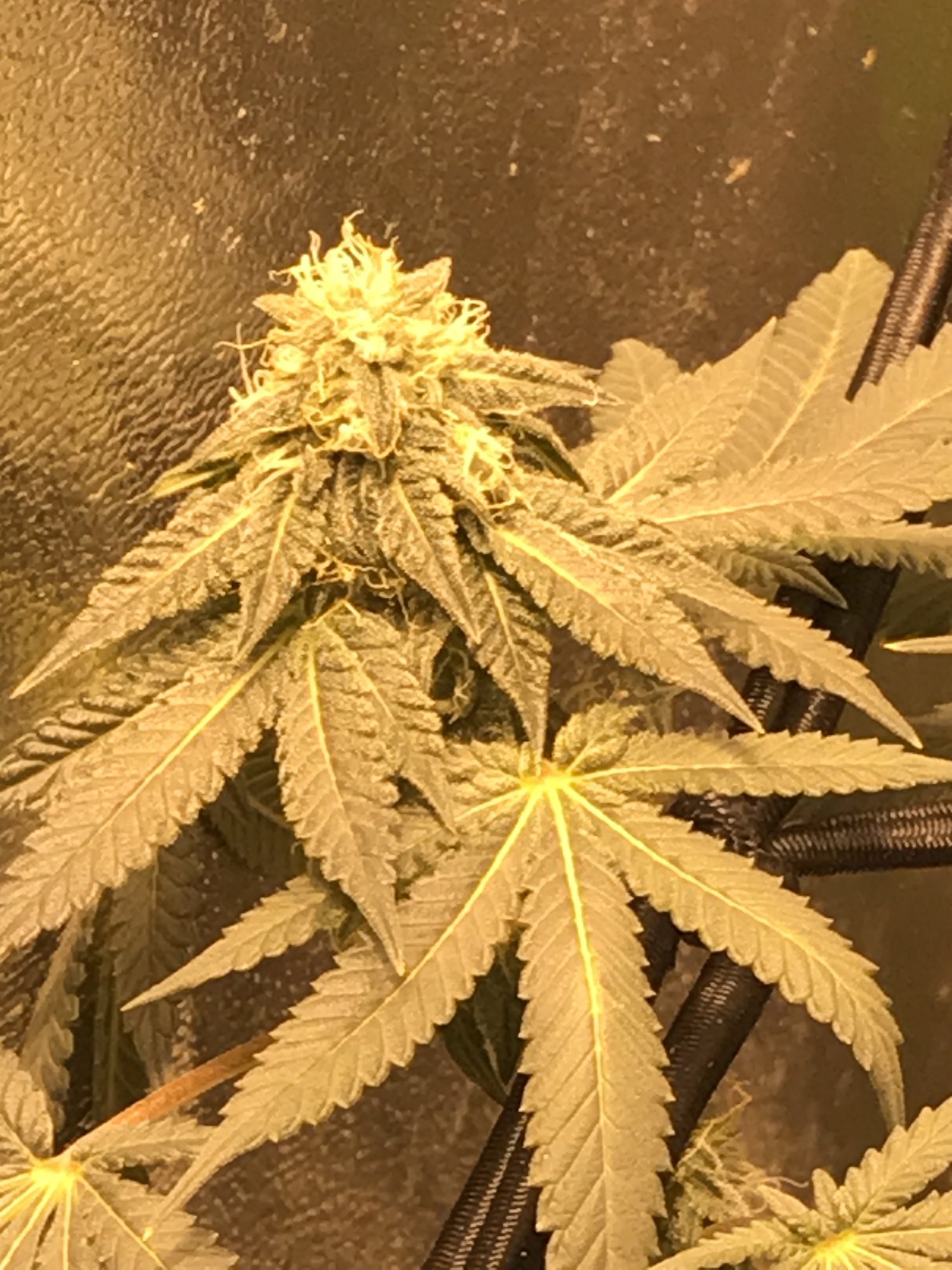 Hey this is latest grow