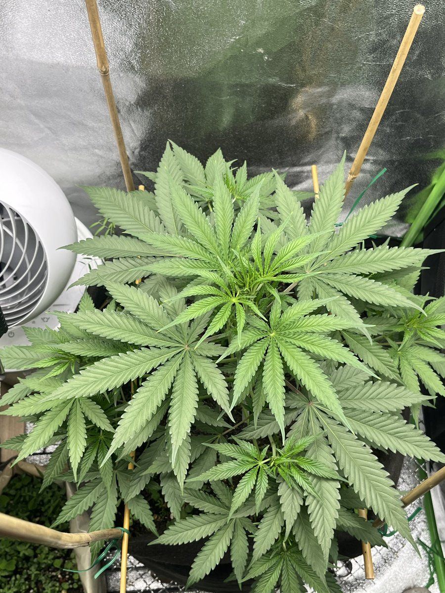 Hey yall im a first timer 12