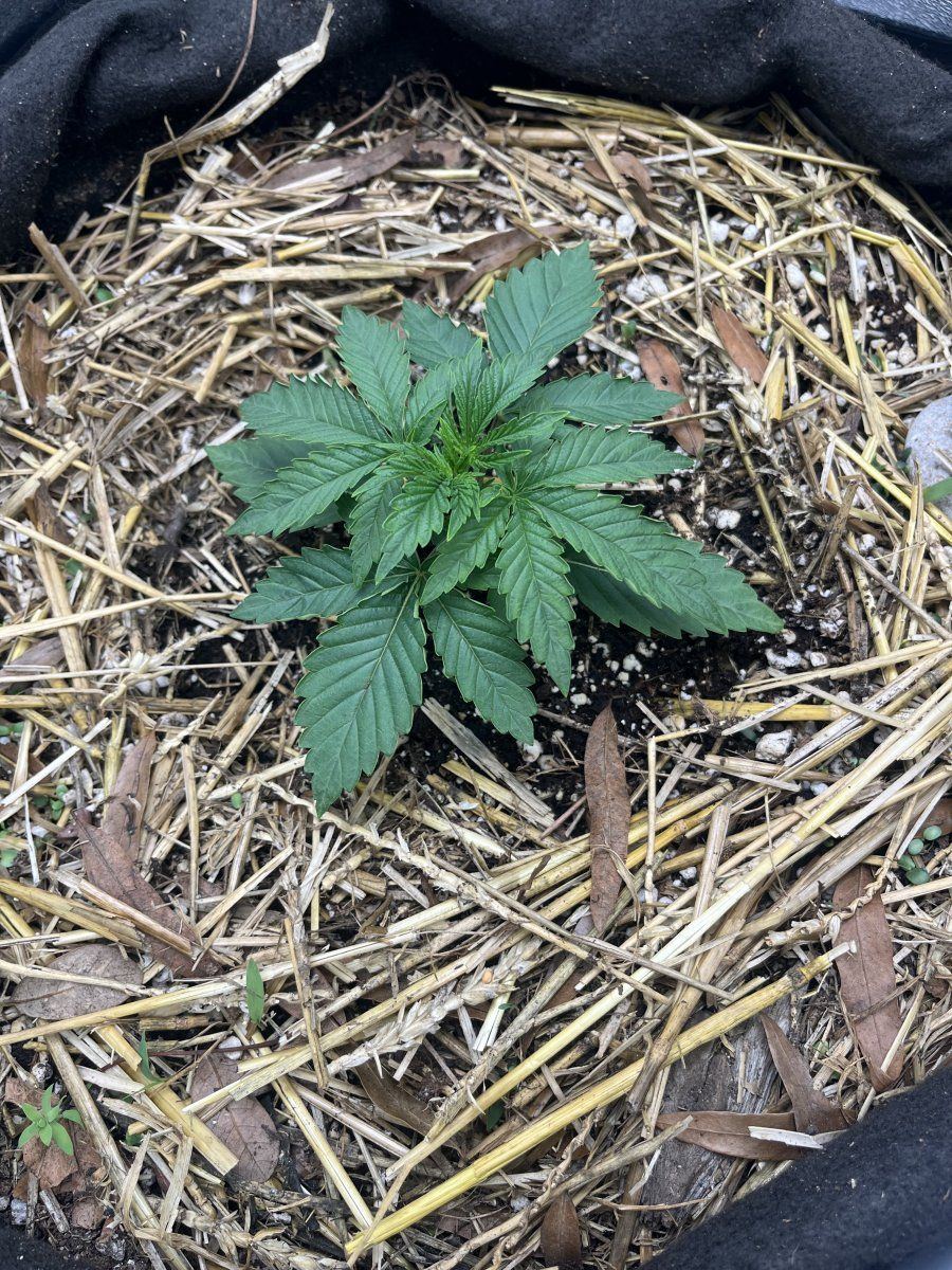 Hey yall im a first timer 3