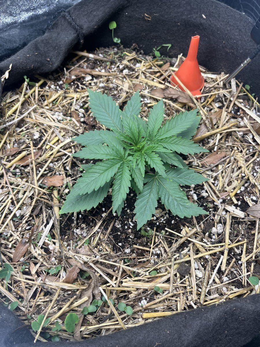 Hey yall im a first timer 4