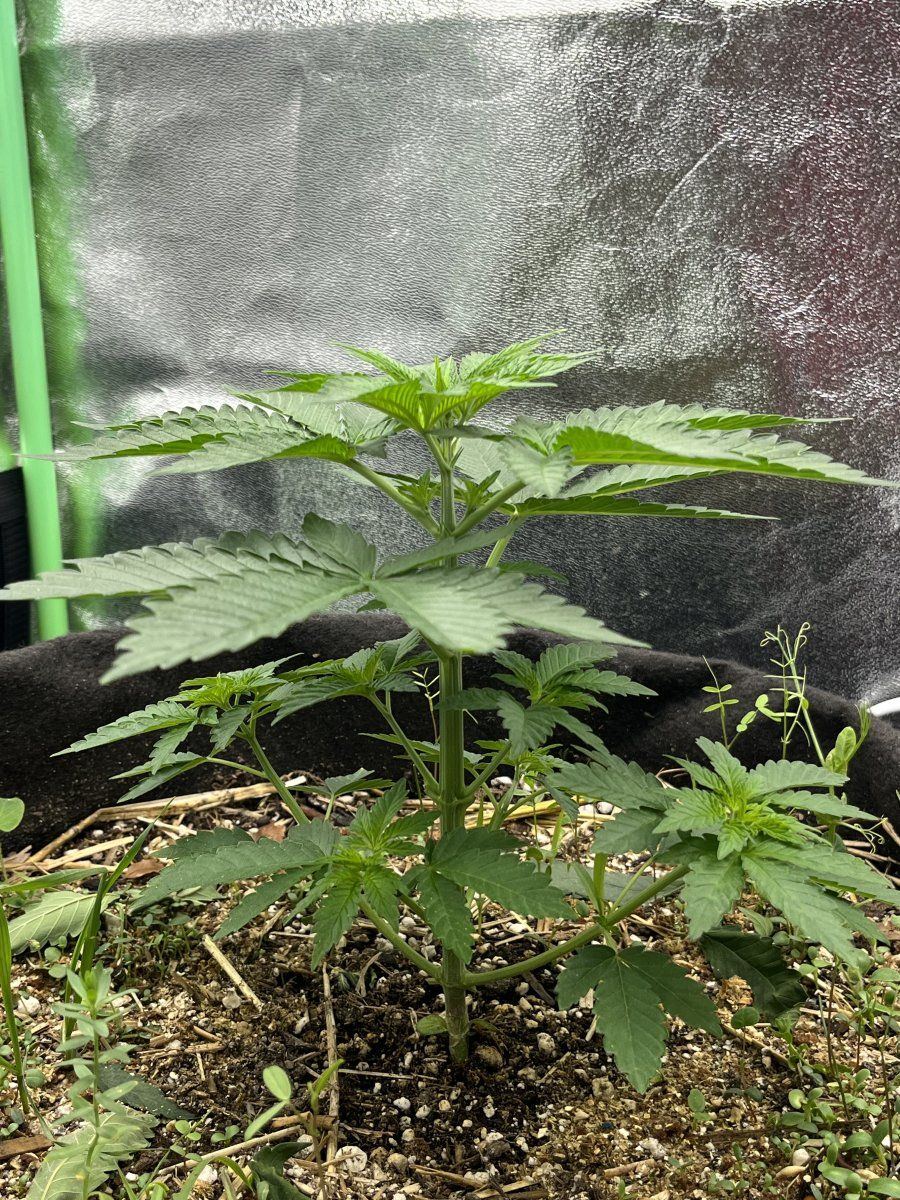 Hey yall im a first timer 6