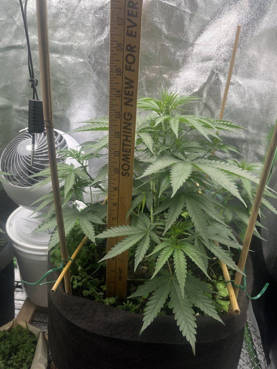 Hey yall im a first timer 7