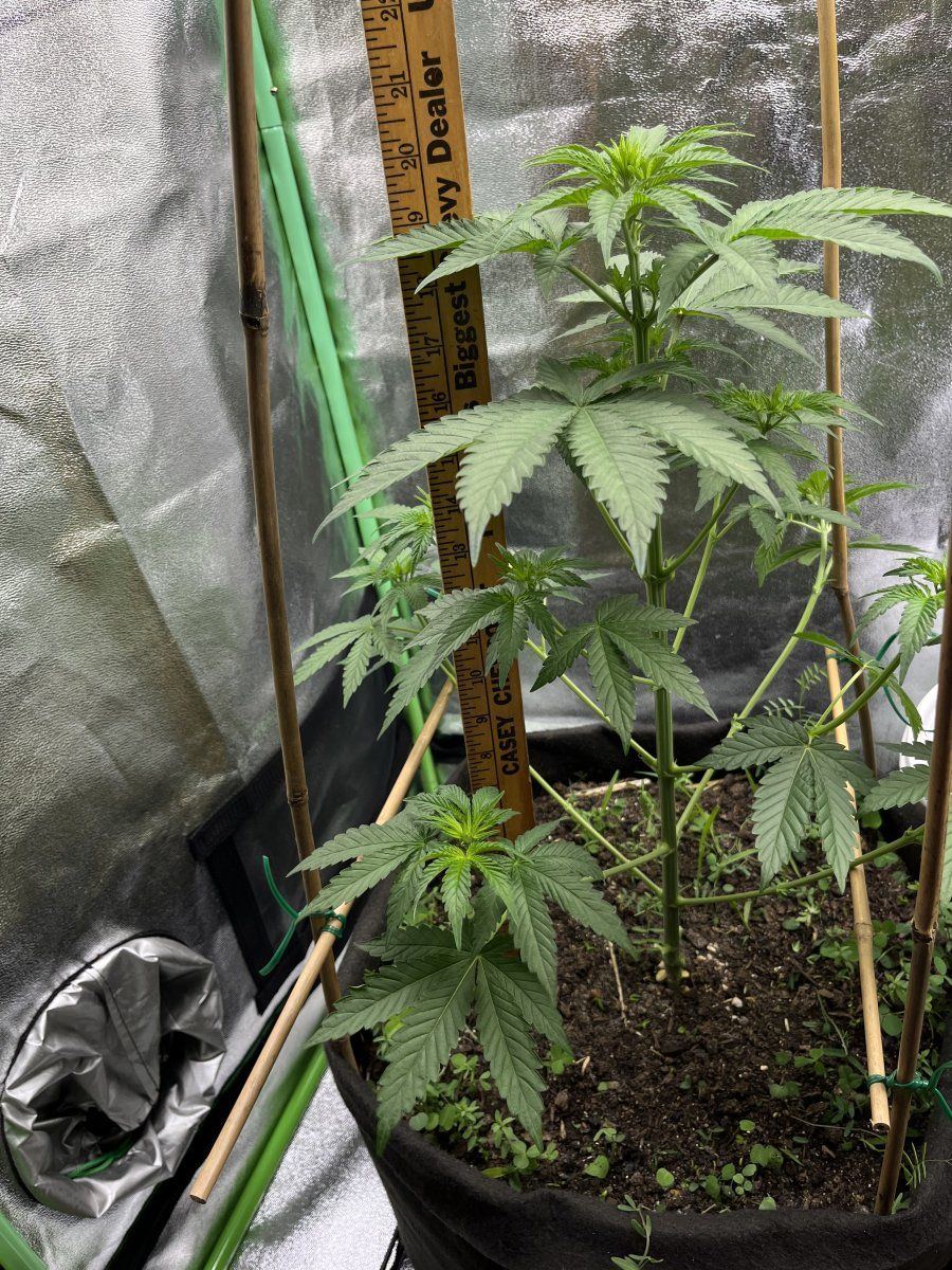 Hey yall im a first timer 9