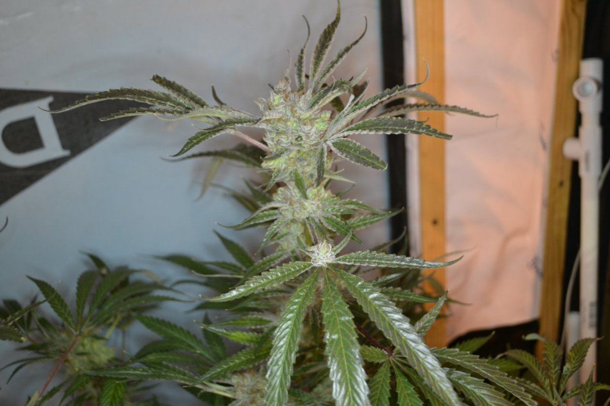 Hg leaf