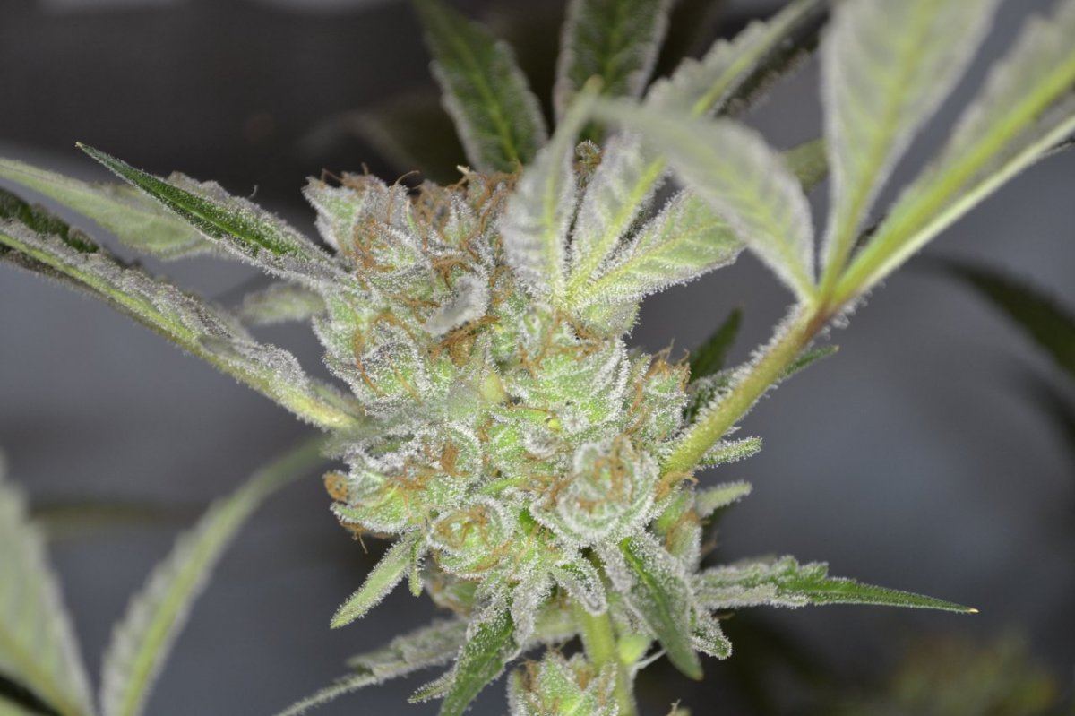 Hg nug close