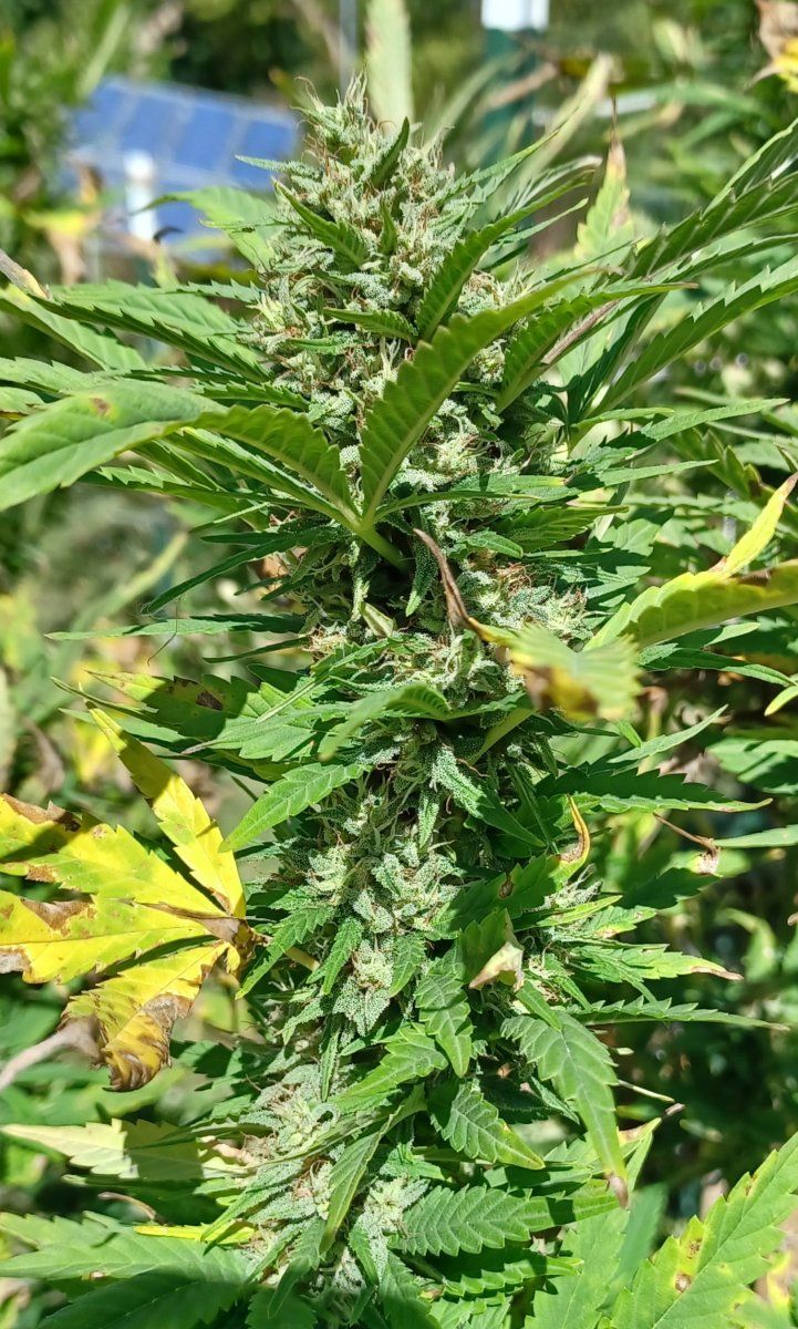 Hgh C CBD