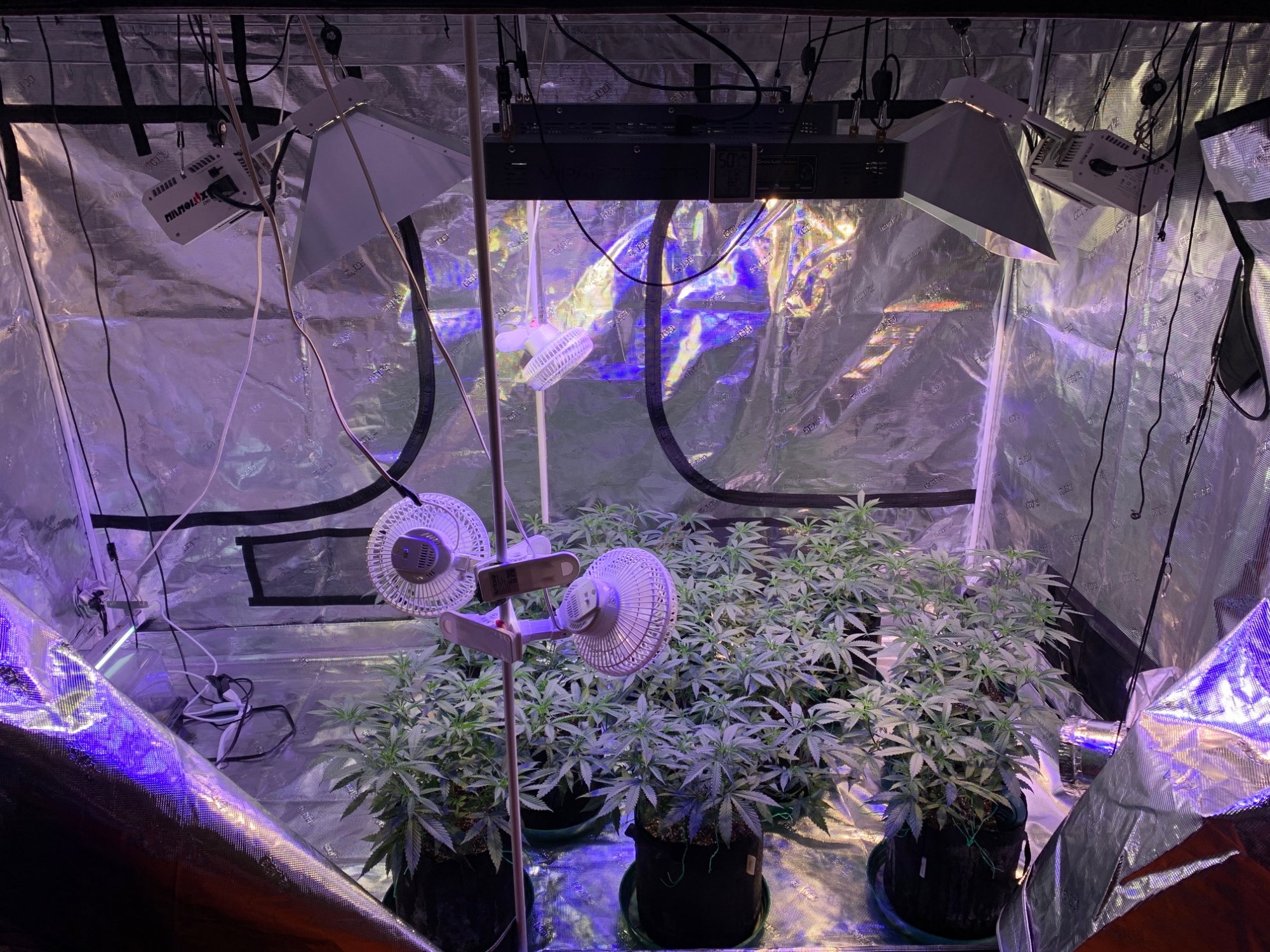 Hi all new grower here just want to show yall my plants