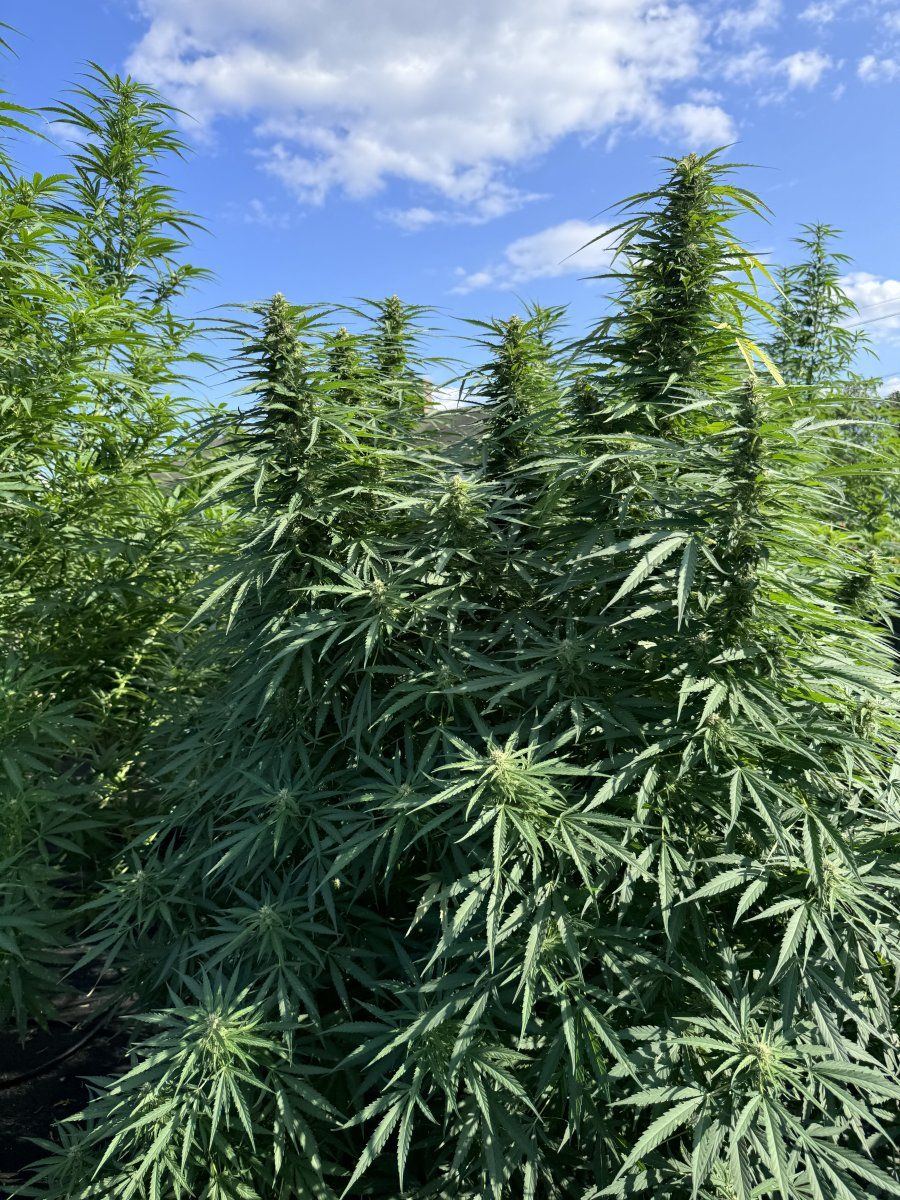 Hi all you outdoor farmers 7