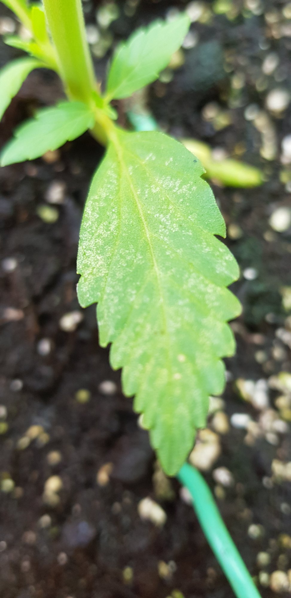 Hi can some help me out please and tell me what i have on my plants i think its powdery mildew