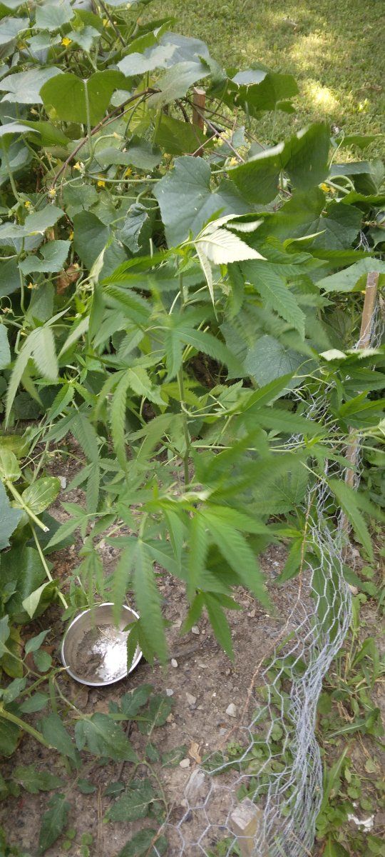 Hi first time grower here 3