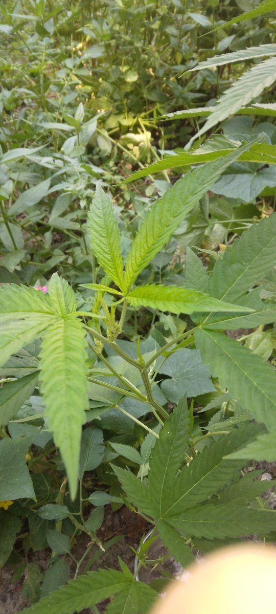 Hi first time grower here 4