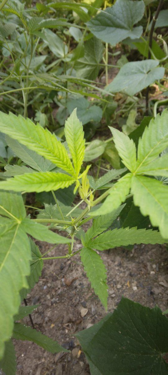 Hi first time grower here 5