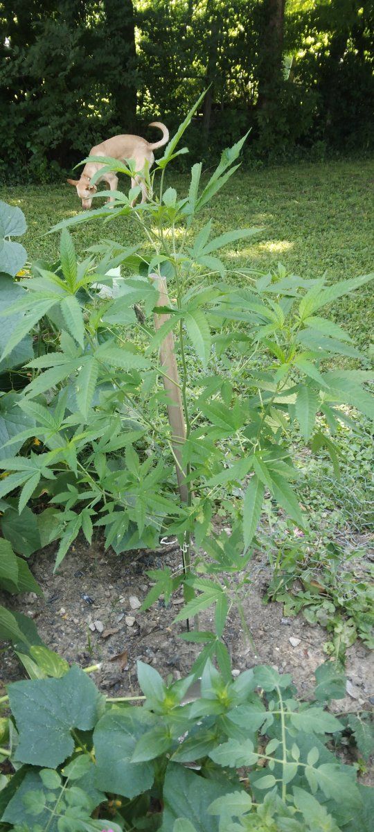Hi first time grower here 6