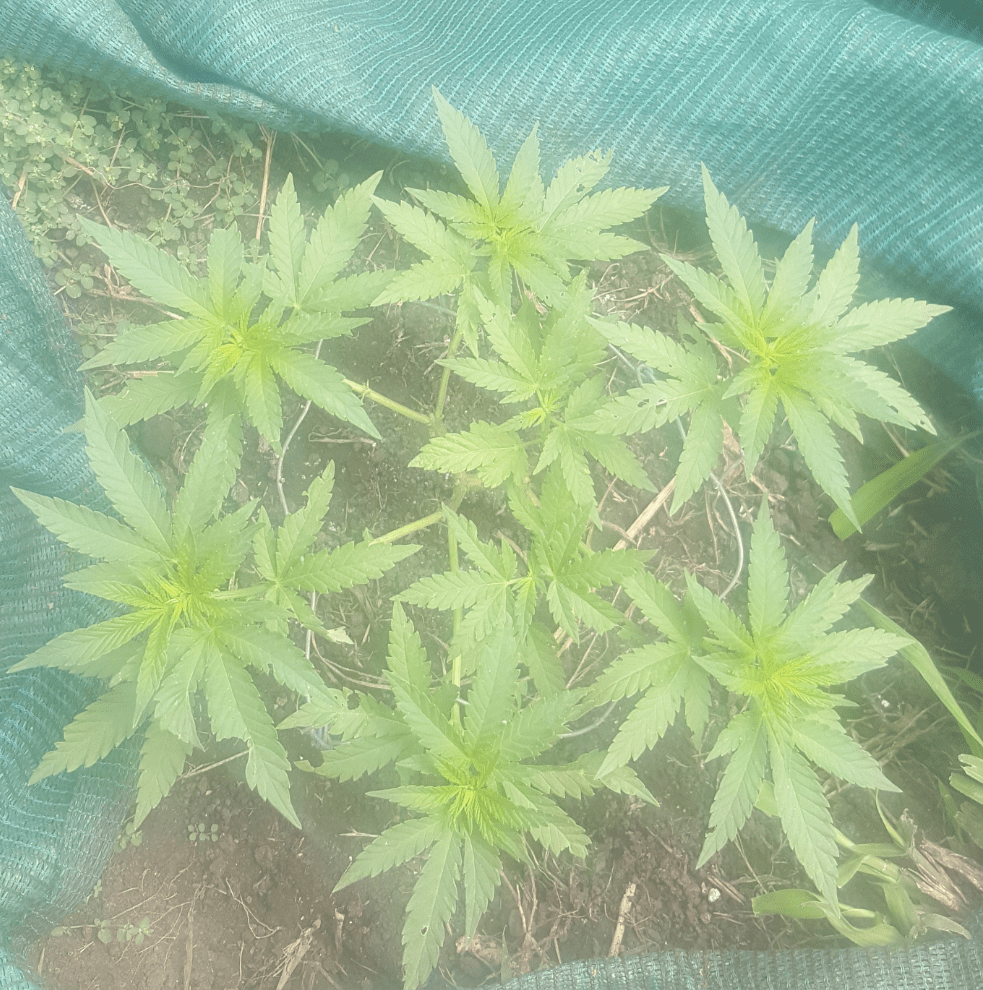 Hi guys rate my 1st time mainlining