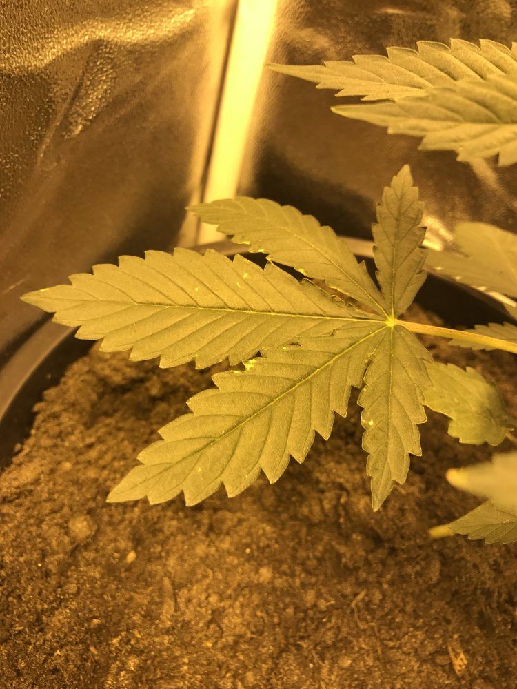 Hi  im first time grower and new to this need a bit of help 2