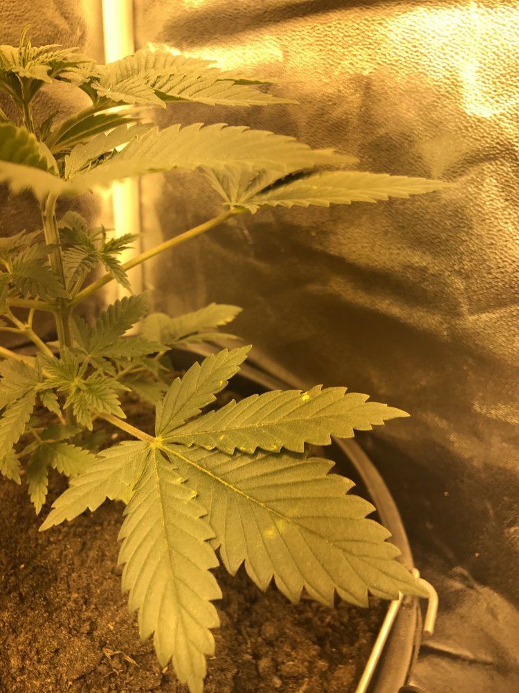 Hi  im first time grower and new to this need a bit of help 3